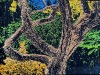 Branches-Home