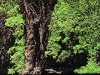 RRP-Redwoods
