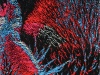 Echium-Reversed