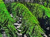Ferni-Fronds-detail