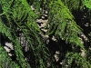 Ferni-Fronds