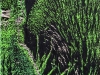 Happy-Echium