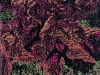 Leuca Disco