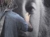 Facing Touch